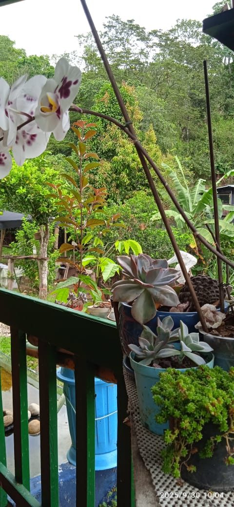 Terraza con vista al bosque