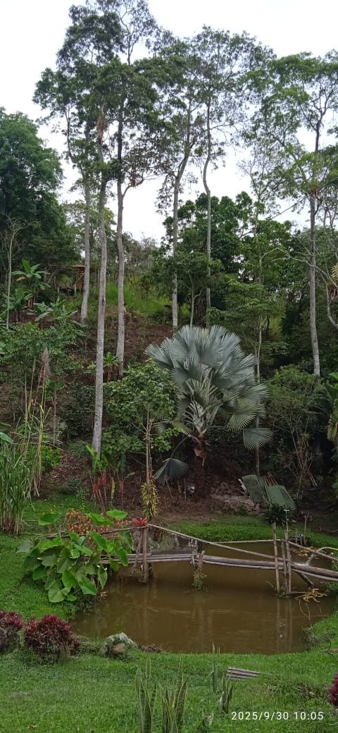 Jardín con estanque y puente