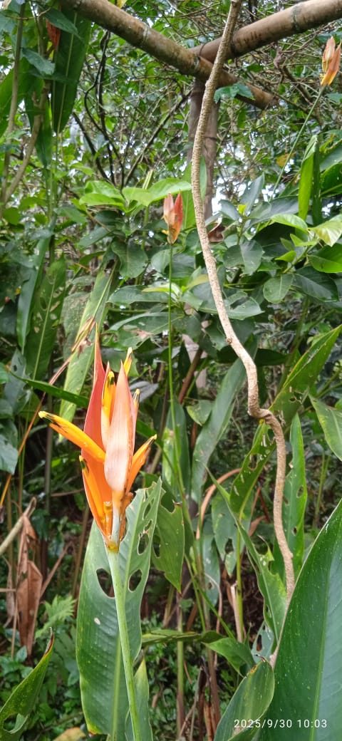Heliconia tropical