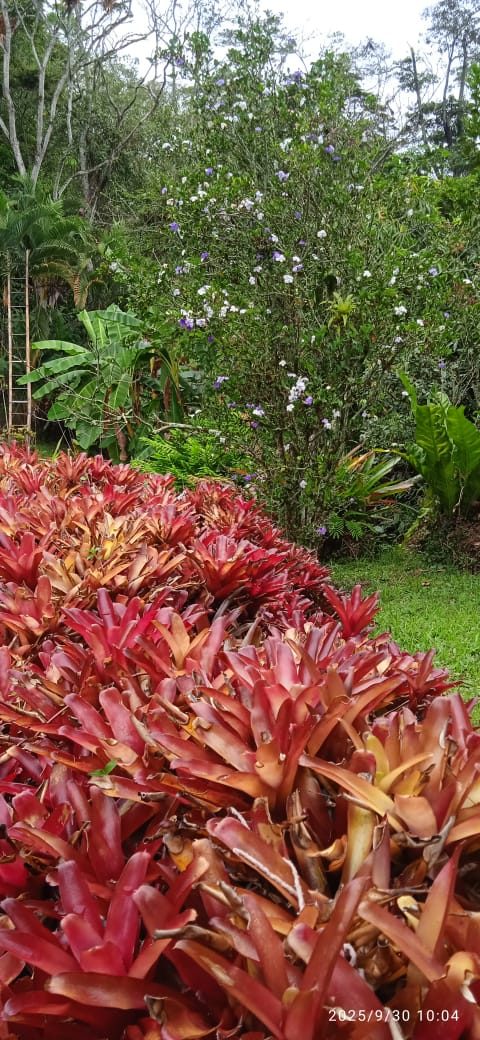 Jardín de flores tropicales