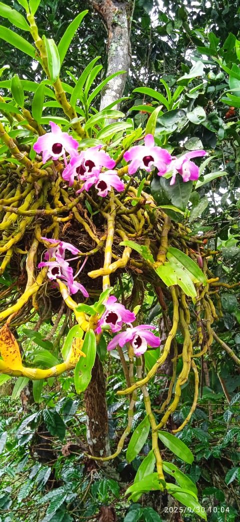 Orquídeas en el bosque