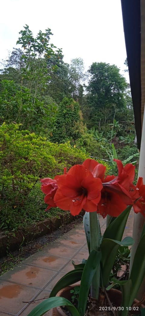 Camino de jardines