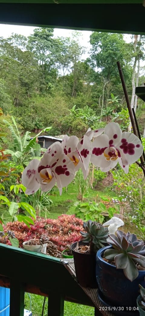 Terraza con orquídeas